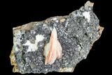 Cerussite Crystals with Bladed Barite on Galena - Morocco #100767-1